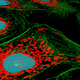 Illustration for article titled New Senolytic Drugs Can Dramatically Increase Healthy Lifespan